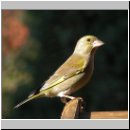 Carduelis chloris - Gruenfink m05.jpg